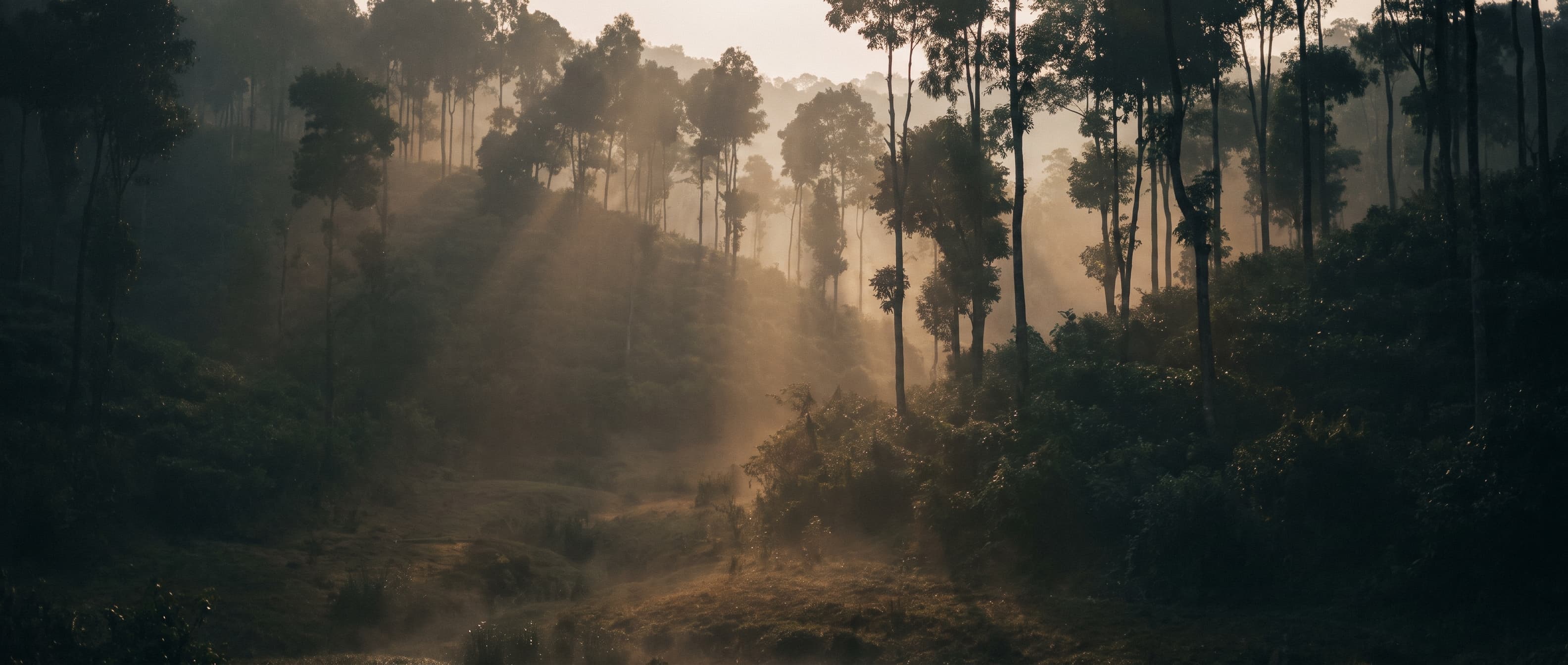 Misty agarwood plantation in Assam
